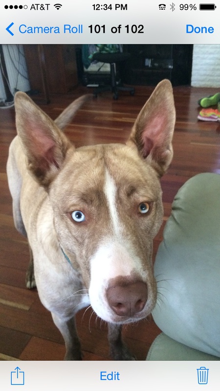 Cooper