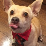 Entry image for Sammy