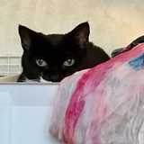 Entry image for Nelly