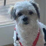 Entry image for Joey