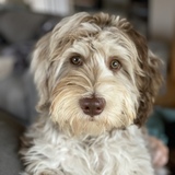 Entry image for Mister Robinson