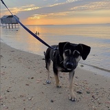 Entry image for Thor 