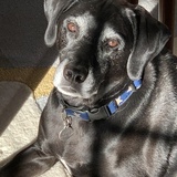 Entry image for Jake