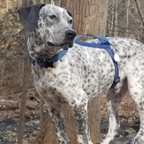 Entry image for FRED