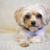 Entry image for Frodo McDoggins