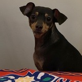 Entry image for Gidget