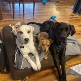 Entry image for Rose, Cooper and Goetze