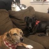 Entry image for Harry, Henry and Richard 