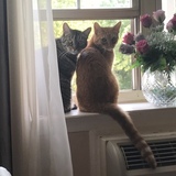 Entry image for Ziva & McGee