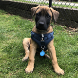 Entry image for Mochi