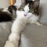 Entry image for Hammy