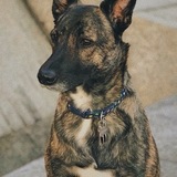 Entry image for Heidi