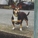 Entry image for Brooke