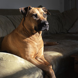 Entry image for Stella