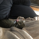 Entry image for Humble