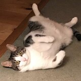 Entry image for Razzle