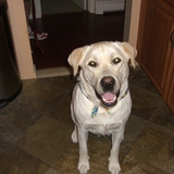 Entry image for Beau