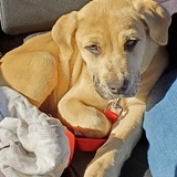 Entry image for Scout