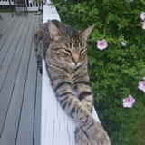 Entry image for Tito