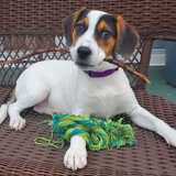 Entry image for ARIEL