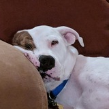 Entry image for Meena