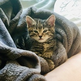 Entry image for Marquina (now Charlotte)