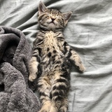 Entry image for Marquina (now Charlotte)