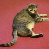 Entry image for Tripod