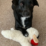 Entry image for Bella