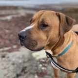 Entry image for Rooney