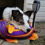 Entry image for Bella