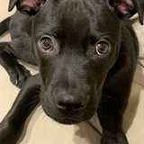 Entry image for Colt