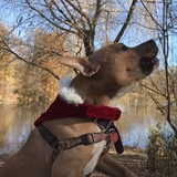 Entry image for Pumpkin