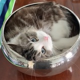 Entry image for Palmer