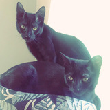 Entry image for Donavan and Kira