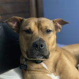 Entry image for Grizzly