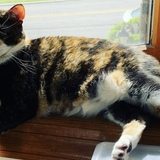 Entry image for Electra