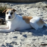 Entry image for LOGAN