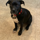 Entry image for Everest