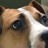 Entry image for Ladybug