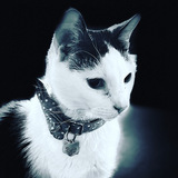 Entry image for Philip (Baraaf)