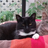 Entry image for Momcat (right) and Blackie