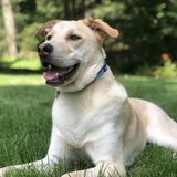 Entry image for Hunter