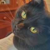 Entry image for PICOU