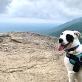 Entry image for Della Mae (FKA Piper)