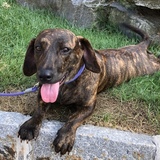 Entry image for Bella