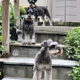 Entry image for Jersey, Arlo, Happy