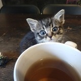 Entry image for Cricket