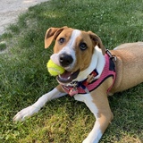 Entry image for Lady