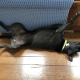 Entry image for Dezzie